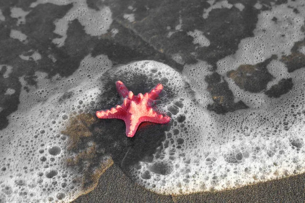 Large Red Starfish Dragged Ashore Waves Rough Sea — Stock Photo, Image
