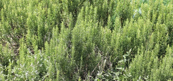 Büyük Biberiye Çalılığı Akdeniz Bölgesinin Birçok Tarifte Kullanılan Tipik Aromatik — Stok fotoğraf