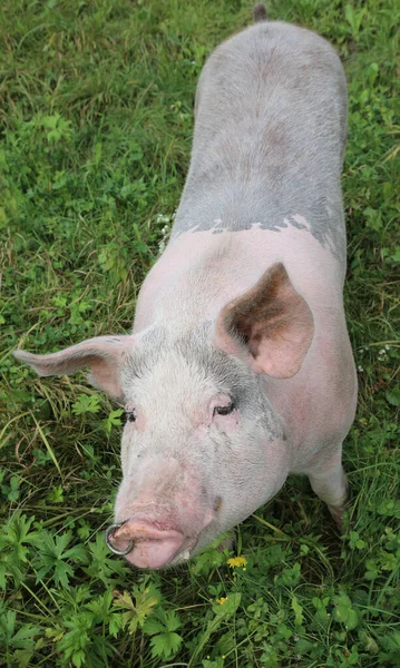 大粉红黑猪 耳朵大 鼻环根植在草地上 — 图库照片