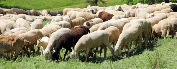 Många Får Och Lamm Betar Ett Högt Berg — Stockfoto