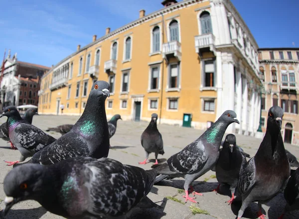 Duiven Het Europese Stadsplein Zoek Naar Broodkruimels — Stockfoto