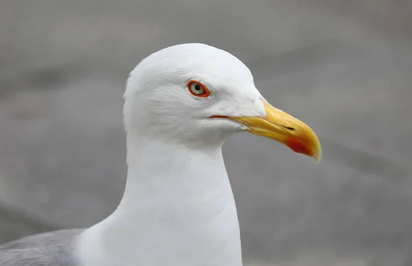 Detail White Angry Seagull Long Yellow Beak — Stock Photo, Image
