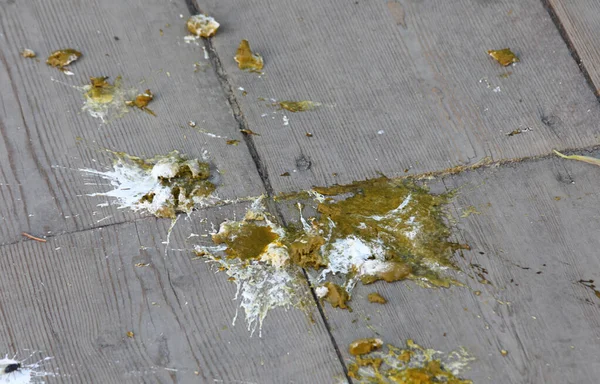 Χάλια Δροσερό Guano Πουλί Που Πασαλείφθηκε Πάτωμα Βεράντα — Φωτογραφία Αρχείου
