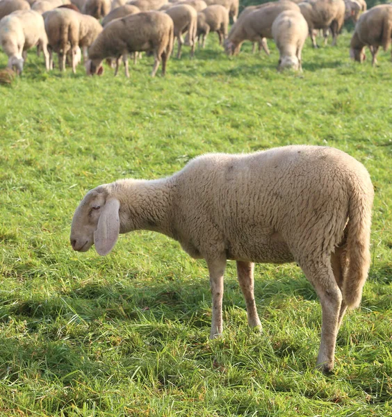 Стадо Овцами Пасущихся Лугу Зимой — стоковое фото