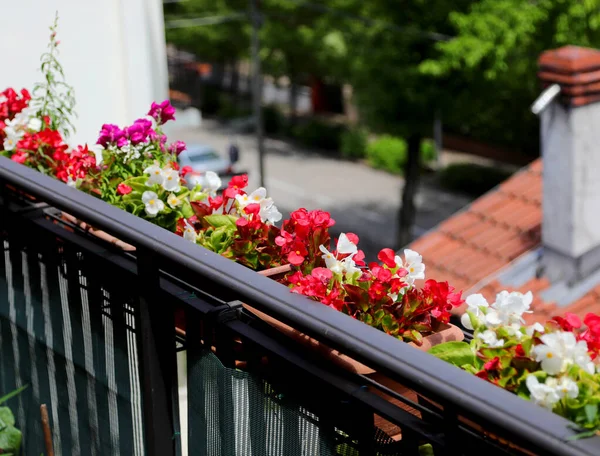 Flowered Balcony Beautiful Red White Every Windowsill House Apartment City — Stock Photo, Image