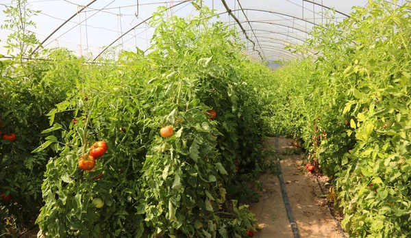 cultivation of red tomatoes inside a temperature-controlled greenhouse for the production of vegetables throughout the year