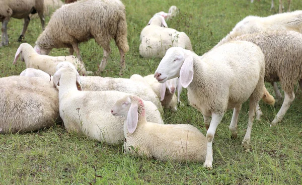 Flock Many White Sheep Lambs Grazing — Stock Photo, Image