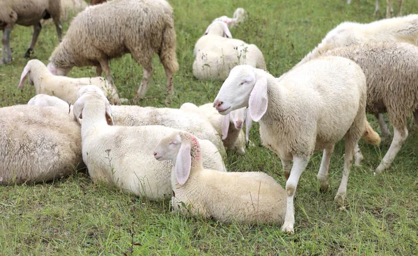 Flock Med Många Vita Får Med Lamm Bete — Stockfoto