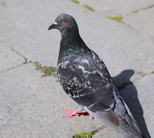 Dikke Stadsduif Het Europese Stadsplein Zoek Naar Broodkruimels — Stockfoto