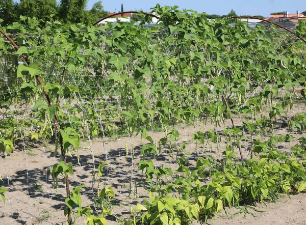 Cultivation Bean Plants Structure Make Legumes Climb Collect Them More — Stock Photo, Image