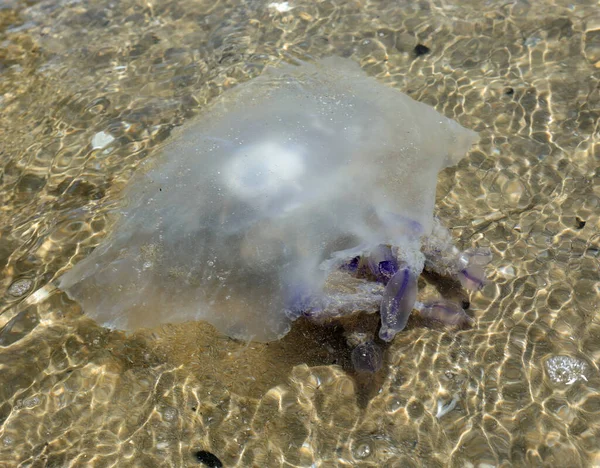 Large Poisonous Jellyfish Swims Seashore — Stock Photo, Image