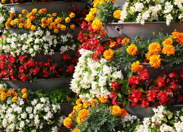 Decoratieve Bloembedden Van Straatmeubilair Met Begonia Chrysanten Bloemen Stad Verfraaien — Stockfoto