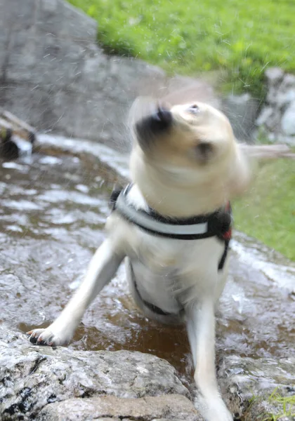 Renrasiga Labrador Retriever Hund Torka Sig Genom Att Skaka Huvudet — Stockfoto