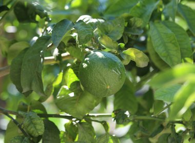 large ripe green Bergamot fruit a typical citrus fruit of Southern Italy of the Italian Mediterranean regions Calabria Sicily Campania