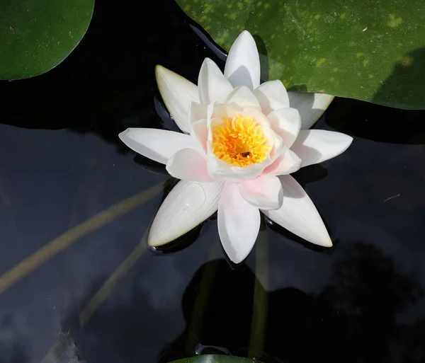 White Water Lily Flower Water Repellent Leaves Pond Summer — Foto de Stock