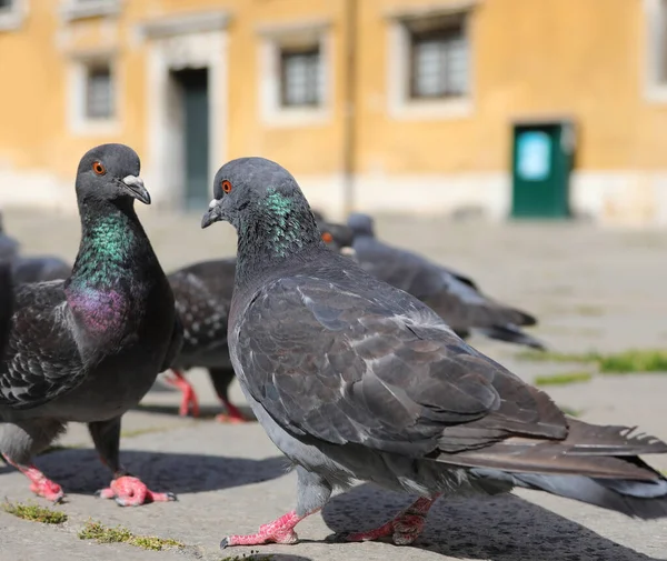 Many Pigeons European City Square Looking Bread Crumbs — Zdjęcie stockowe