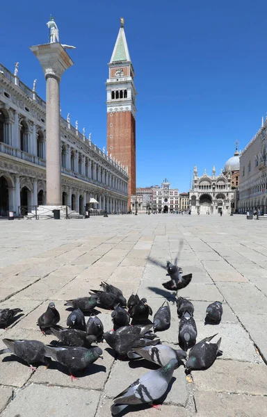 意大利威尼斯封锁期间 很少有人和鸽子吃圣马可广场和钟楼里的面包屑 — 图库照片