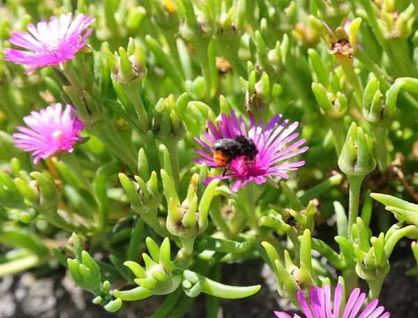 Large Hornet Insect Sucks Nectar Flowers Thus Helps Plant Pollination — Stockfoto