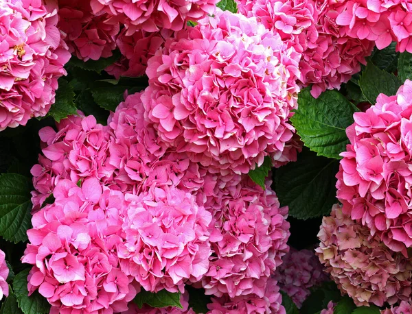 Many Hydrangea Flowers Blossomed Spring Garden Flower Bed Just — Stock Photo, Image