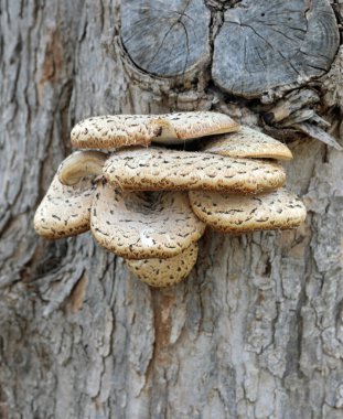 Ağaç kabuğunda büyüyen bir grup büyük mantar.