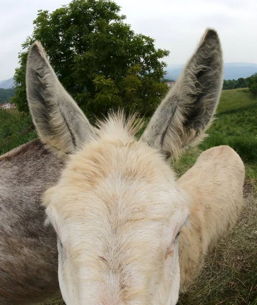 Detalle Las Dos Orejas Grandes Burro Sobre Cabeza Del Mamífero — Foto de Stock