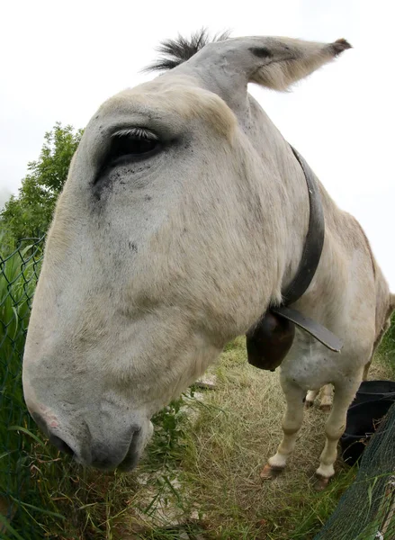 Muzzle White Donkey Photographed Fisheye Lens Allows Wide Angle — Stock Photo, Image