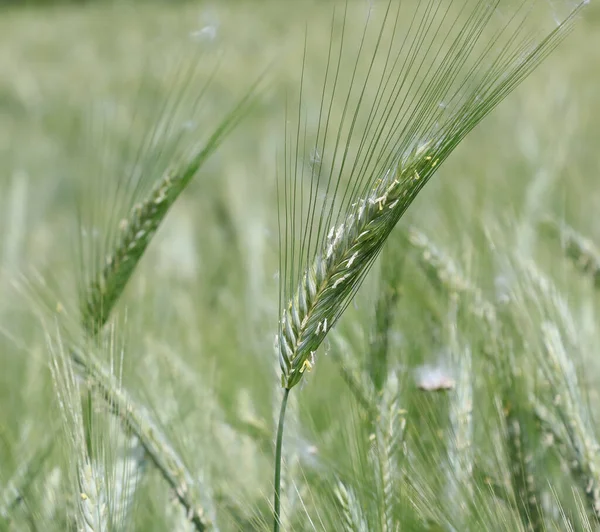 Zelené Slupky Pšenice Ještě Nezralé Obdělávaném Poli Čekající Jarní Sklizeň — Stock fotografie