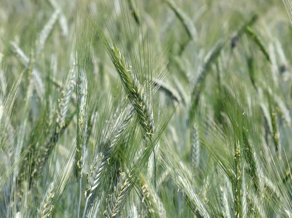 Фон Зеленых Колосьев Пшеницы Созрели Обрабатываемом Поле — стоковое фото