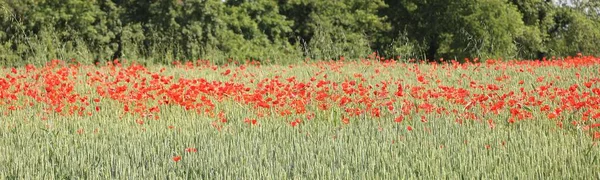 Red Weed Poppies Middle Field Cultivated Almost Ripe Wheat — Stock Photo, Image