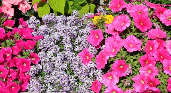 Hintergrund Schöne Bunt Blühende Blumen Frühling Ideal Als Natürliche Kulisse — Stockfoto