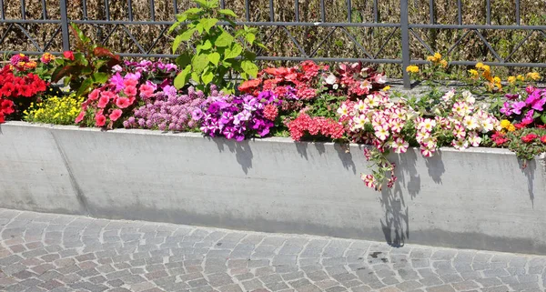 Flowerbed Colorful Blooming Flowers Decorate Streets City Spring — Stock Photo, Image