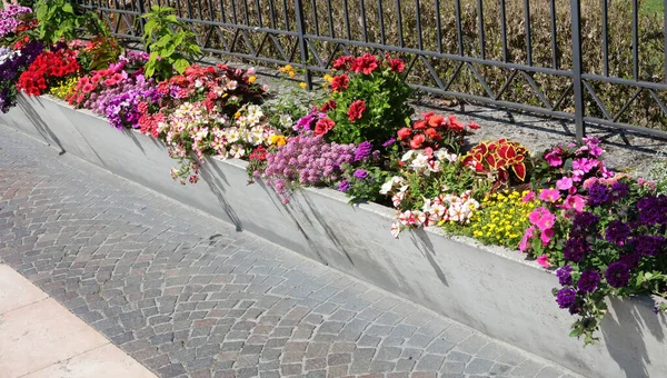 Květinový Záhon Mnoha Barevnými Květy Zdobí Ulice Města Jaře — Stock fotografie