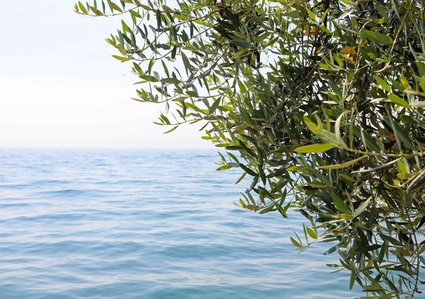 Ulivo Vicino All Acqua Con Clima Mite Facilita Produzione Olive — Foto Stock