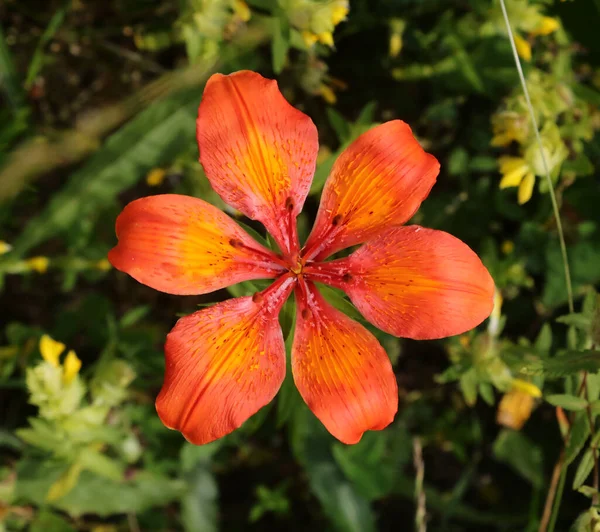 Große Rote Lilie Oder Lilium Die Typische Flora Des Gebirges — Stockfoto