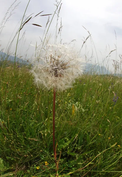 Flower Shower Head Allows Transport Seeds Dandelion Plant Very Far — Stock Photo, Image