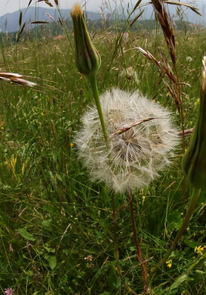 Flower Shower Head Allows Transport Seeds Dandelion Plant Very Far — Stock Photo, Image