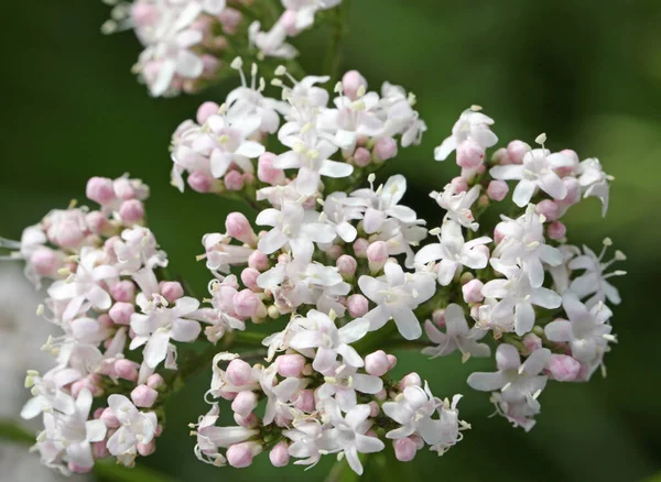 Macro Fiori Molto Piccoli Fioriti Primavera — Foto Stock