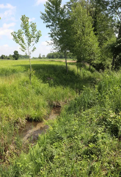 Quelle Des Flusses Sile Der Norditalienischen Region Venetien Frühling — Stockfoto