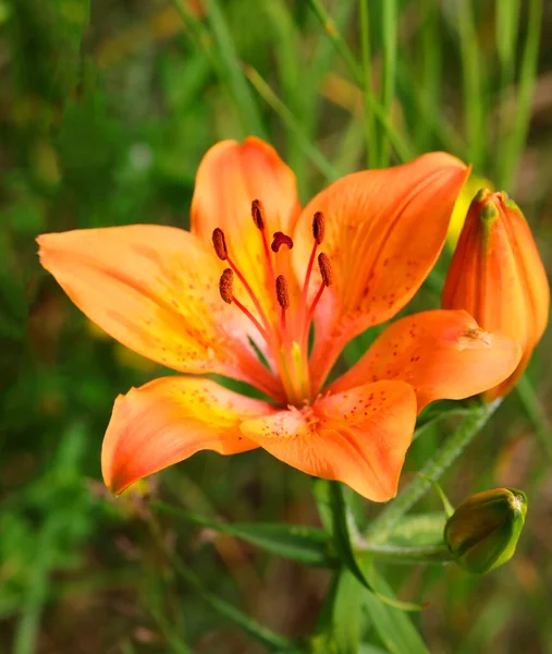 Große Lilienblüte Sommer Auch Lilie Genannt — Stockfoto