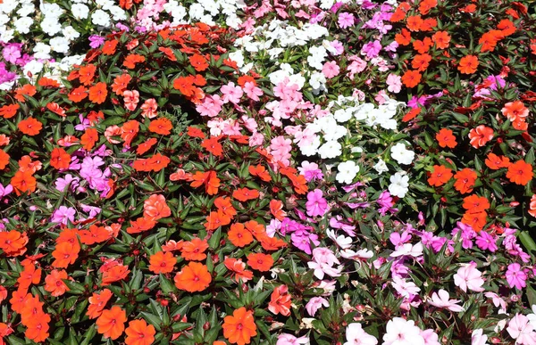 Colorful Background Many Blossomed Flowers Which Called New Guinea Impatiens — Stock Photo, Image