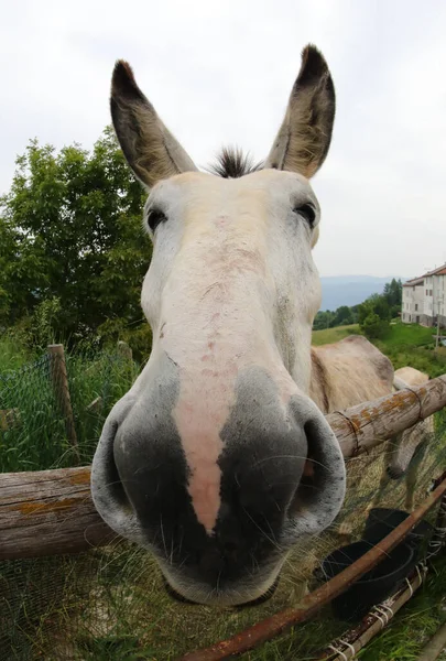 Rosto Bonito Burro Branco Fotografado Com Uma Lente Fisheye Que — Fotografia de Stock