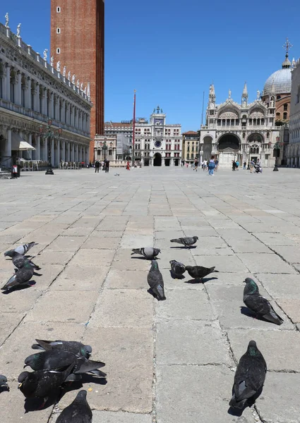 Undisturbed Pigeons Island Venice Piazza Saint Mark Very Few Tourists — 图库照片