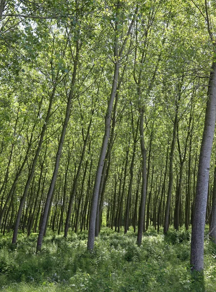 Intensive Cultivation Poplars Trees Long Trunk Planted Obtain Cellulose Paper — 图库照片