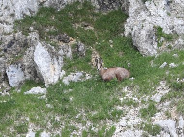 Genç güveci yazın dağda