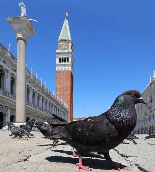 Große Schwarze Felsentaube Venedig Und Der Berühmte Glockenturm Des Heiligen — Stockfoto