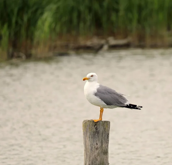 Big Seagull Called Gabbiano Italian Language Dolphin — Stock Photo, Image