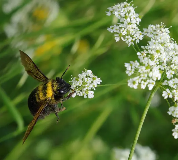 Bij Die Nectar Zuigt Het Stuifmeel Van Bloem Vergemakkelijkt Bestuiving — Stockfoto