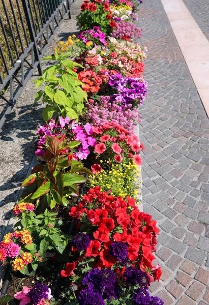 Mnoho Květin Kvetl Záhonech Podél Ulic Města Zdobit Městské Prostředí — Stock fotografie