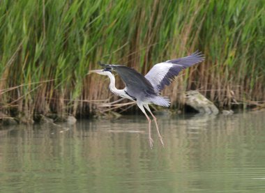 Büyük gri balıkçıl su üstünde büyük kanatları var.