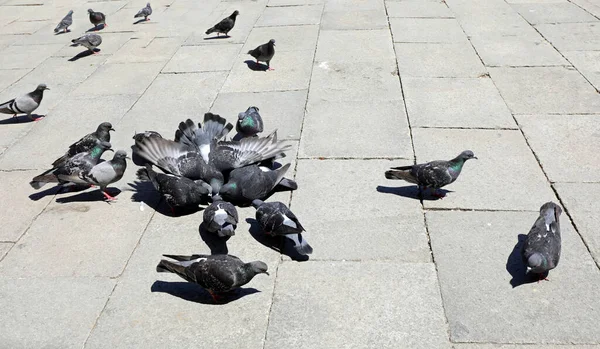 Många Stenduvor Torget — Stockfoto